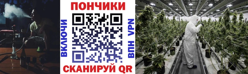 Купить закладки  Гдов  Канабис сатива 